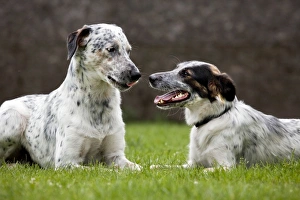 Dog - two Mongrels sniffing each other in garden Dog - two Mongrels sniffing each other in garden