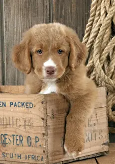 Nova Scotia Duck Tolling Retriever Puppy Print Weeks Art