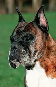 Dog - Old Boxer dog with cut ears Dog - Old Boxer dog with cut ears