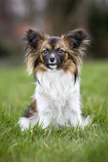 Dog - Papillon Dog sitting down in garden Dog - Papillon Dog sitting down in garden