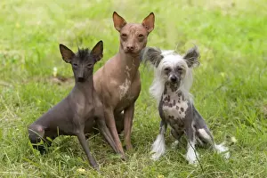 Peruvian Hairless, Mexican Hairless Chinese Crested Dog Print LA