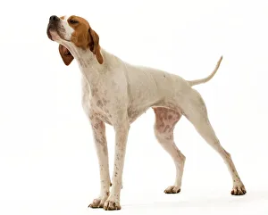 <b class=qtipBold><figcaption>Dog - Pointer</figcaption></b><br><em>© J. M. Labat / ardea.com</em> Dog - Pointer