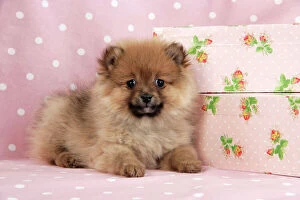 Images Dated 12th February 2009: Dog. Pomeranian puppy (10 weeks old) with pink suitcase