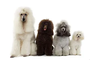 Dog - Poodles - Row of 4 (caniche) Dog - Poodles - Row of 4 (caniche)