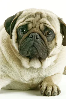 <b class=qtipBold><figcaption>Dog - Pug</figcaption></b><br>LA-2288 Dog - Pug Jean Michel Labat Please note that prints are for personal display purposes only and may not be reproduced in any way.<br><em>© J. M. Labat / ardea.com</em> Dog - Pug