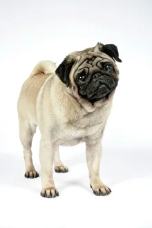 DOG. PUG ( fawn ) with its head cocked DOG. PUG ( fawn ) with its head cocked