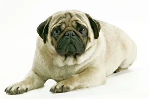 Dog - Pug. Also know as Carlin or Mops Dog - Pug. Also know as Carlin or Mops