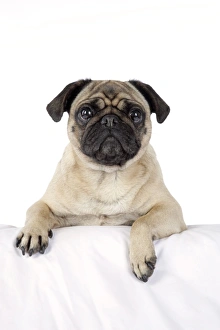 DOG. Pug with paws over ledge DOG. Pug with paws over ledge