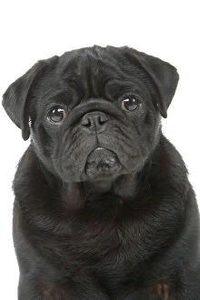Images Dated 31st May 2007: Dog - pug in studio