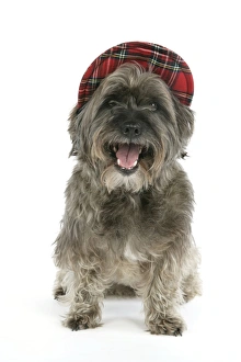 DOG - Pugairn - Pug cross Cairn Terrier wearing a tartan hat DOG - Pugairn - Pug cross Cairn Terrier wearing a tartan hat