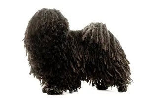Personalized Pet Photography Gifts Prints: Dog - Puli
