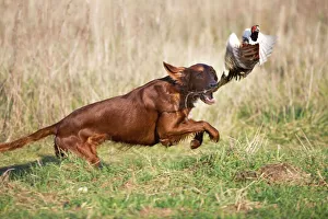 Dog - Red Setter / Irish Setter - chasing pheasant Dog - Red Setter / Irish Setter - chasing pheasant