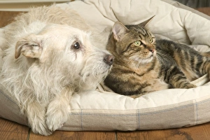 Dog - resting on cushion with tabby cat Dog - resting on cushion with tabby cat