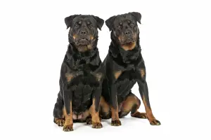 Rottweiler Print