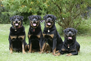 Dog - Rottweilers sitting down together Dog - Rottweilers sitting down together