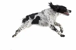 White Background Dog Photoshoots Prints: dog - running towards camera