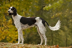 Dog - Saluki Dog - Saluki