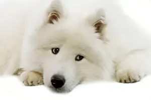 Samoyed Print