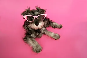 DOG. Schnauzer puppy wearing pink glasses DOG. Schnauzer puppy wearing pink glasses