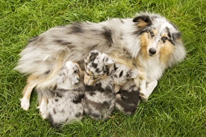 Dog - Shetland Sheepdog with puppies suckling Dog - Shetland Sheepdog with puppies suckling