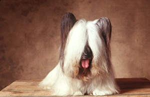 Dog - Skye Terrier Dog - Skye Terrier