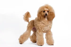 Dog - Standard / Moyen Poodle Dog - Standard / Moyen Poodle