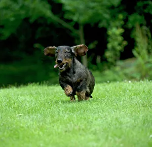 DOG - Standard wire haired dachshund - running through garden DOG - Standard wire haired dachshund - running through garden