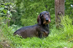DOG - Standard wire haired dachshund - sitting in garden DOG - Standard wire haired dachshund - sitting in garden