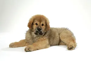 Dog - Tibetan mastiff puppy 10 wks old Dog - Tibetan mastiff puppy 10 wks old