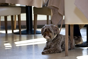 Dog - Tibetan Terrier lying under the table in restaurant Dog - Tibetan Terrier lying under the table in restaurant