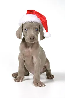 DOG. Weimaraner with Christmas hat on DOG. Weimaraner with Christmas hat on