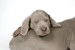 DOG. Weimaraner resting head on back of another weimaraner DOG. Weimaraner resting head on back of another weimaraner