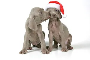DOG. Two weimaraners, one with Christmas hat on DOG. Two weimaraners, one with Christmas hat on