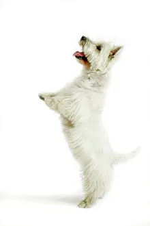 Animals/pets dogs terrier west highland white terrier/dog west highland white terrier hind legs Animals/pets dogs terrier west highland white terrier/dog west highland white terrier hind legs