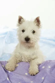 DOG - West Highland White Terrier - looking over edge DOG - West Highland White Terrier - looking over edge