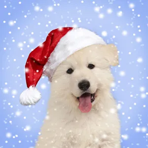 Dog - White Swiss Shepherd puppy - wearing Christmas hat Date: 14-11-2014 Dog - White Swiss Shepherd puppy - wearing Christmas hat Date: 14-11-2014