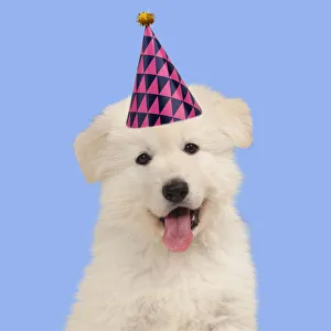 Dog - White Swiss Shepherd puppy wearing birthday party hat Date: 14-11-2014 Dog - White Swiss Shepherd puppy wearing birthday party hat Date: 14-11-2014