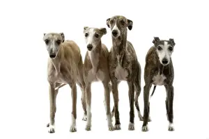 Domestic Mammal Pets Prints: Dog - Wippets