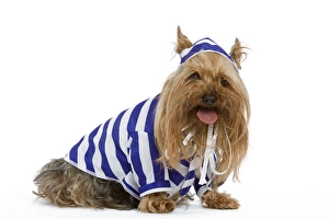 Dog - Yorkshire Terrier dressed up in blue and white stripey outfit Dog - Yorkshire Terrier dressed up in blue and white stripey outfit