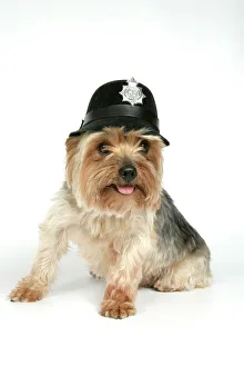 DOG. Yorkshire terrier wearing police hat DOG. Yorkshire terrier wearing police hat