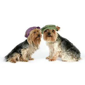 DOG. Two Yorkshire terriers wearing hats DOG. Two Yorkshire terriers wearing hats