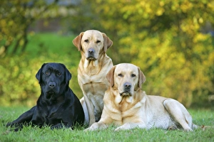 Dogs - Black and Yellow Labrador Retrievers lying down on grass Dogs - Black and Yellow Labrador Retrievers lying down on grass