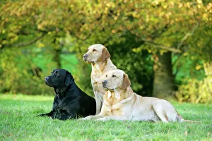 Dogs - Black and Yellow Labrador Retrievers lying down on grass Dogs - Black and Yellow Labrador Retrievers lying down on grass