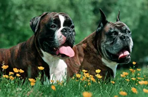 Dogs - Boxers - old and young lying down together Dogs - Boxers - old and young lying down together