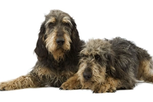 Dogs - Griffon Nivernais - Pair lying down together Dogs - Griffon Nivernais - Pair lying down together
