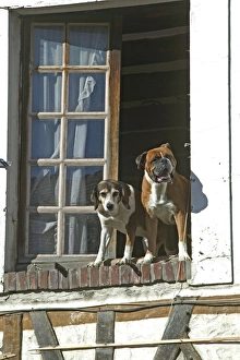 Dogs looking out of open window waiting for owner Dogs looking out of open window waiting for owner