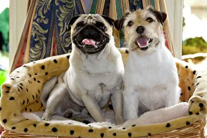 Dogs - Pug and Jack Russell in basket Dogs - Pug and Jack Russell in basket