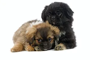 Dogs - Tibetan Spaniel puppies Dogs - Tibetan Spaniel puppies