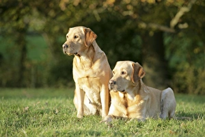 Dogs - Yellow Labrador Retrievers lying down on grass Dogs - Yellow Labrador Retrievers lying down on grass