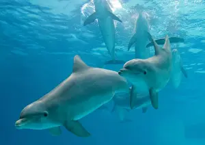 Bottlenose Dolphin Images Prints: Dolphins - group underwater